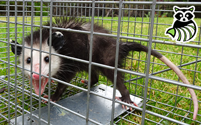 Tioga County trapping
