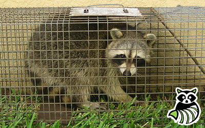 Tioga County trapping